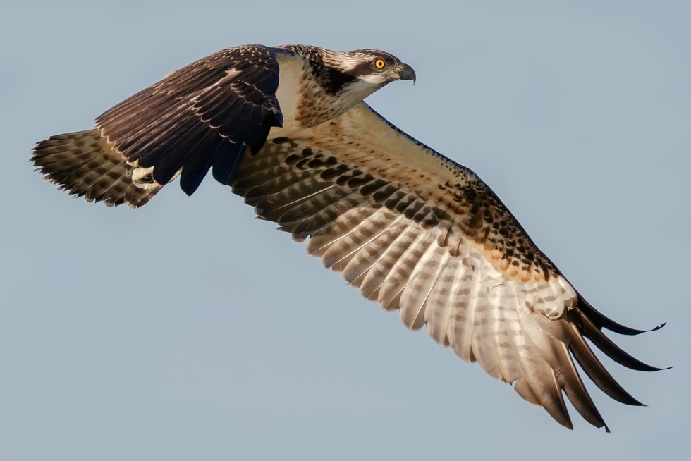 Discovering Do Hawks Migrate South in Winter?